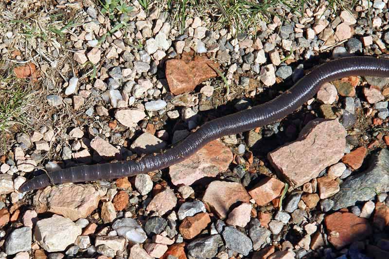 Hormogaster sp.